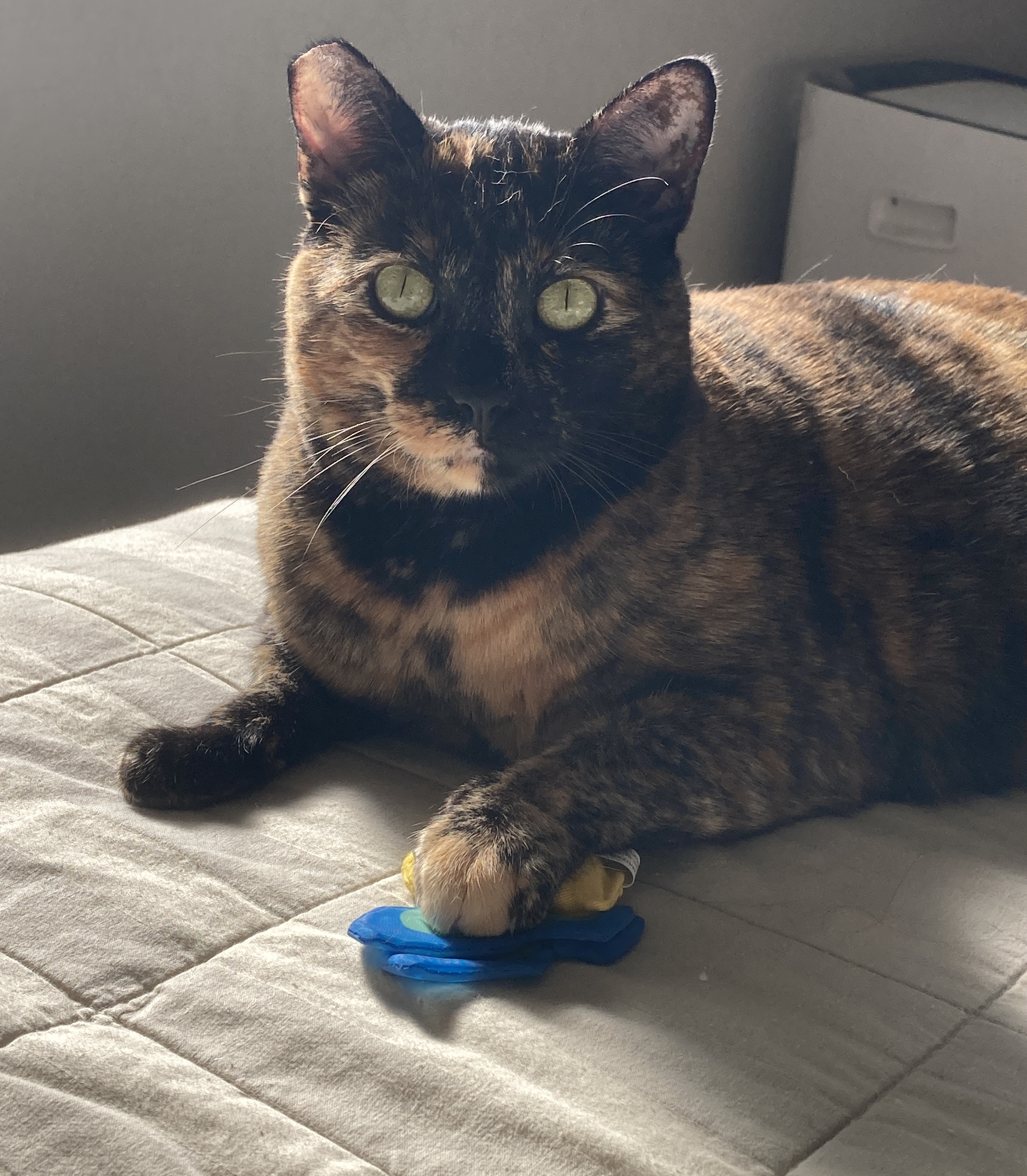 Enlarge Cookie Lou, a Adoptable Tortoiseshell in Oakland, CA image 1/9