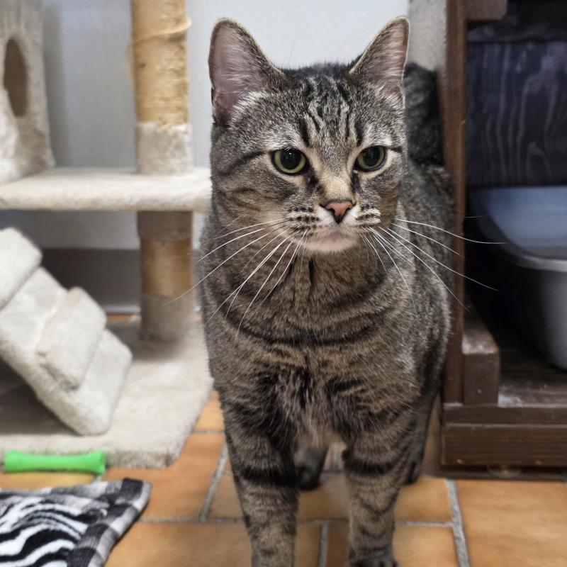 Doja, Adoptable, Adult Female Domestic Short Hair.