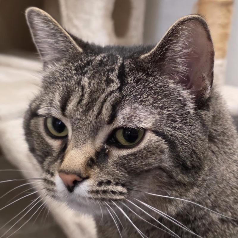 Doja, a Adoptable Domestic Short Hair in Yankton, SD image 2/6