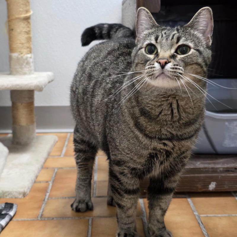 Doja, a Adoptable Domestic Short Hair in Yankton, SD image 3/6