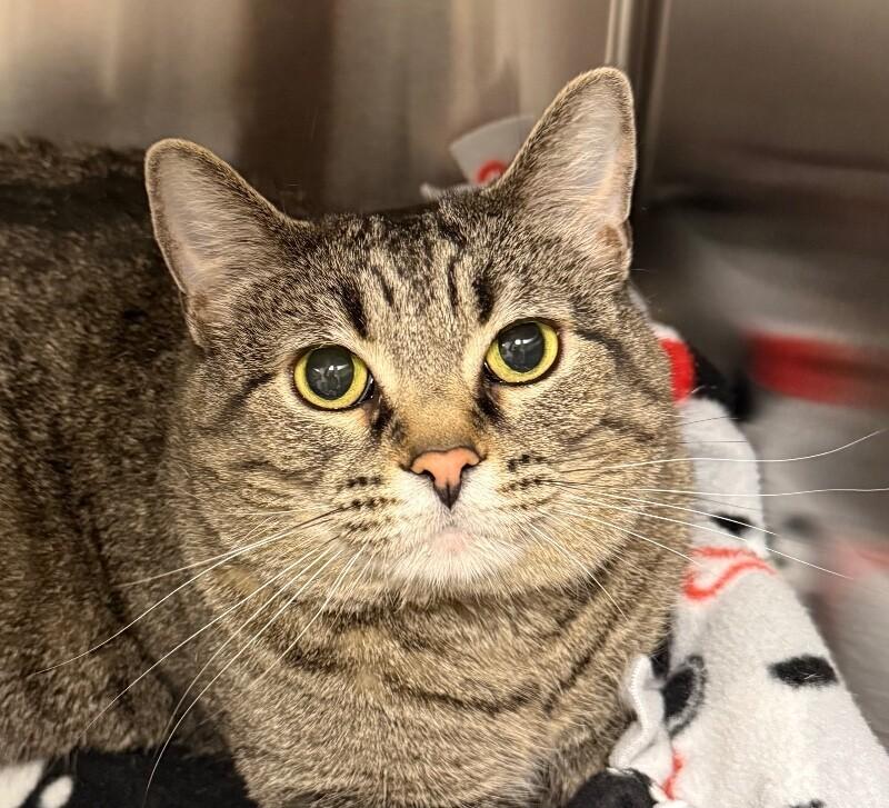 Doja, a Adoptable Domestic Short Hair in Yankton, SD image 4/6