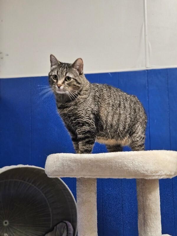 Doja, a Adoptable Domestic Short Hair in Yankton, SD image 5/6