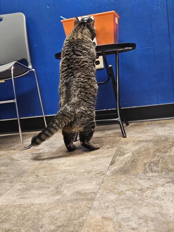 Doja, a Adoptable Domestic Short Hair in Yankton, SD image 6/6