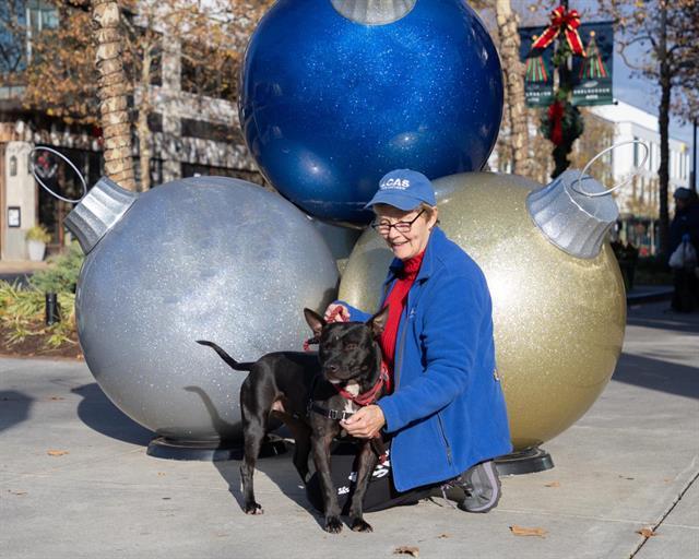 HORACE, Adoptable, Young Male Pit Bull Terrier.