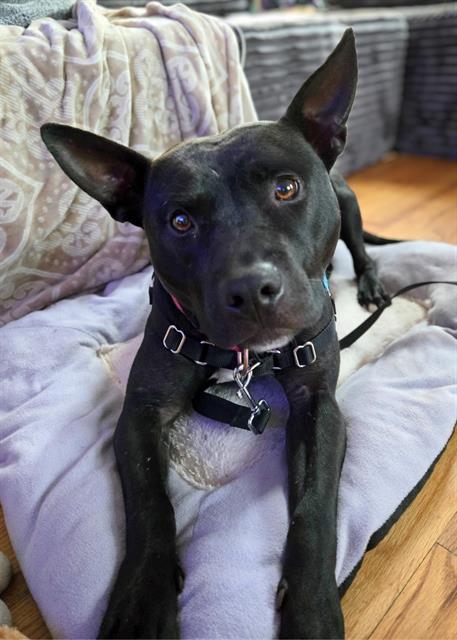 HUXLEY, Adoptable, Young Male Pit Bull Terrier.