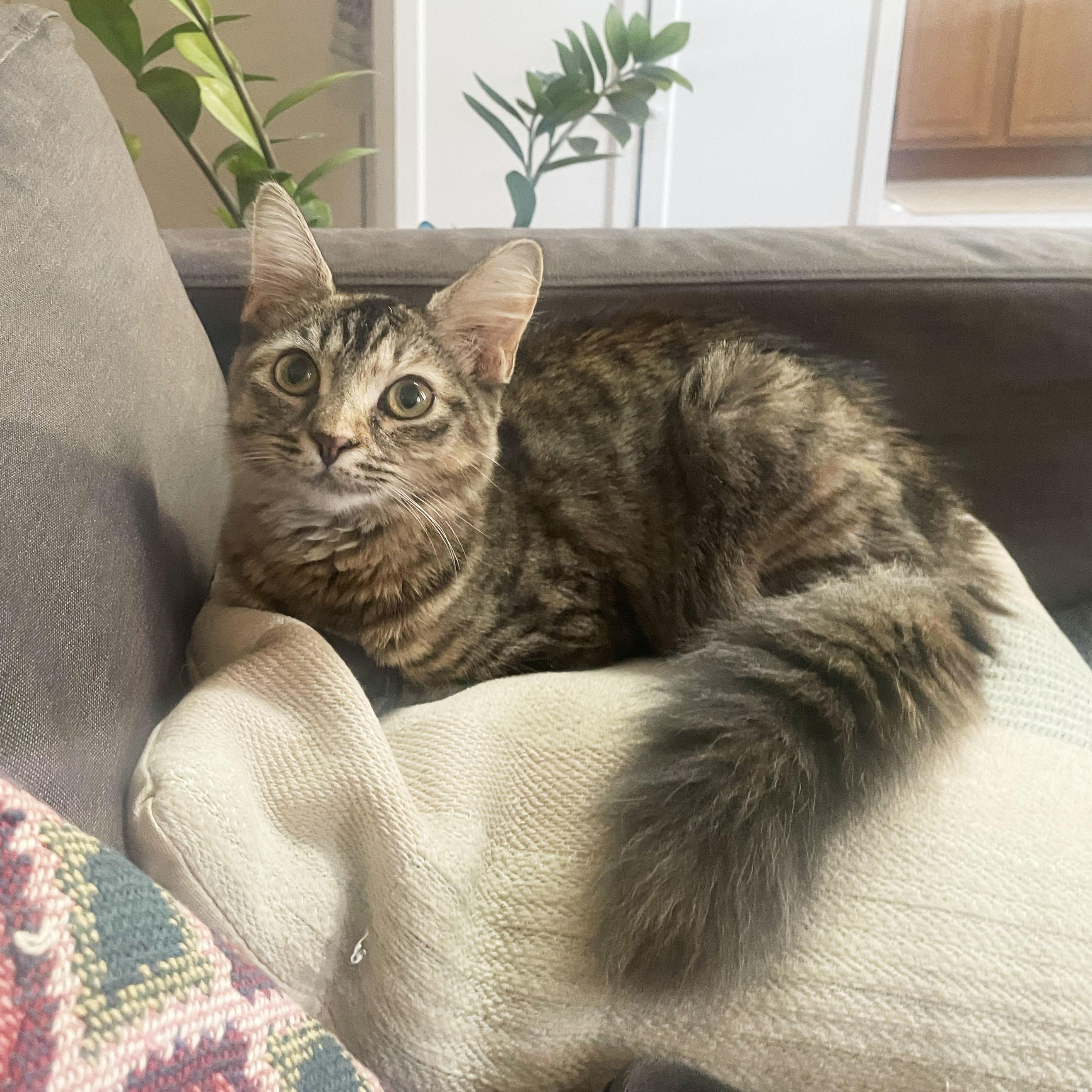 Enlarge Connecticut, a Adoptable Domestic Long Hair in BROOKLYN, NY image 1/5