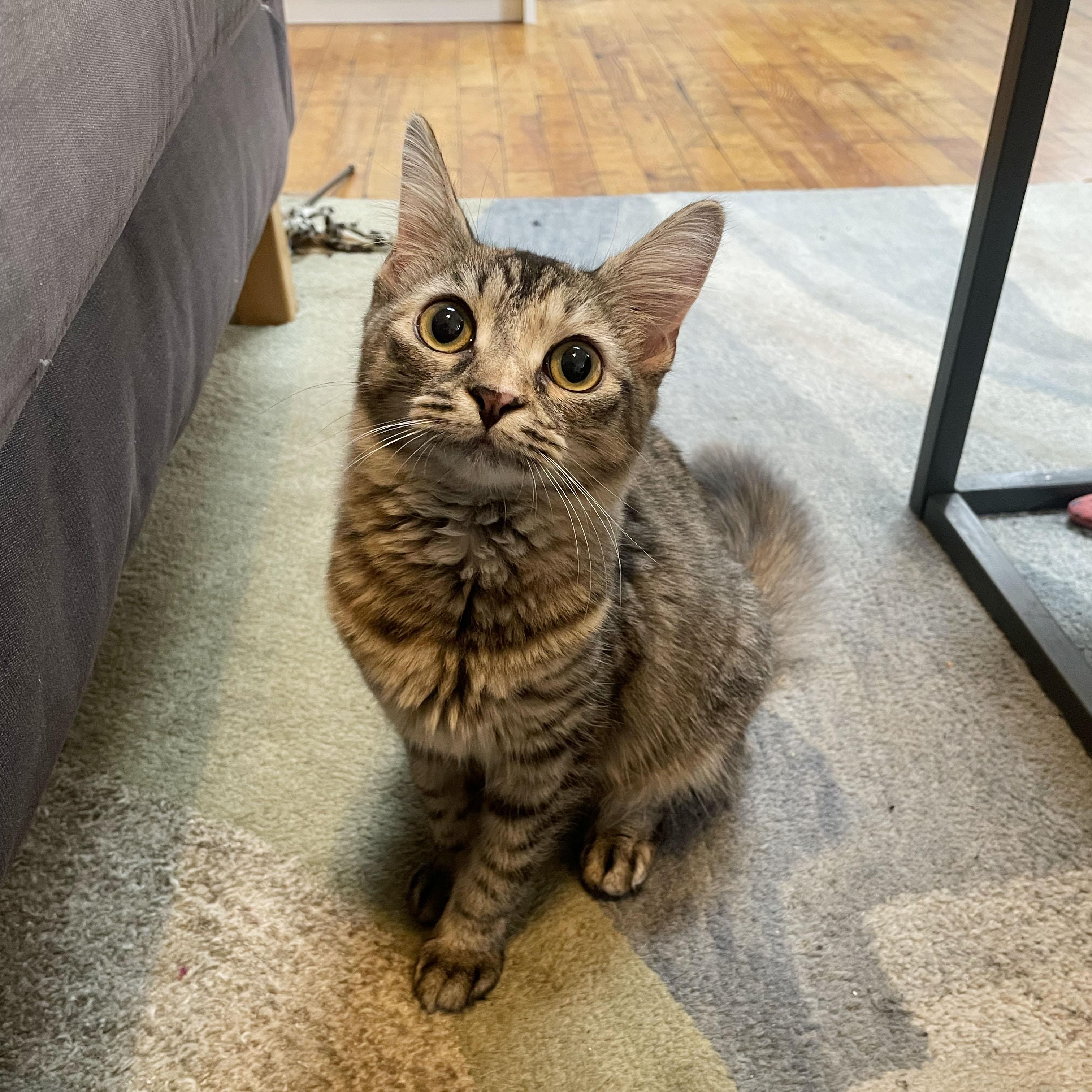 Enlarge Connecticut, a Adoptable Domestic Long Hair in BROOKLYN, NY image 4/5