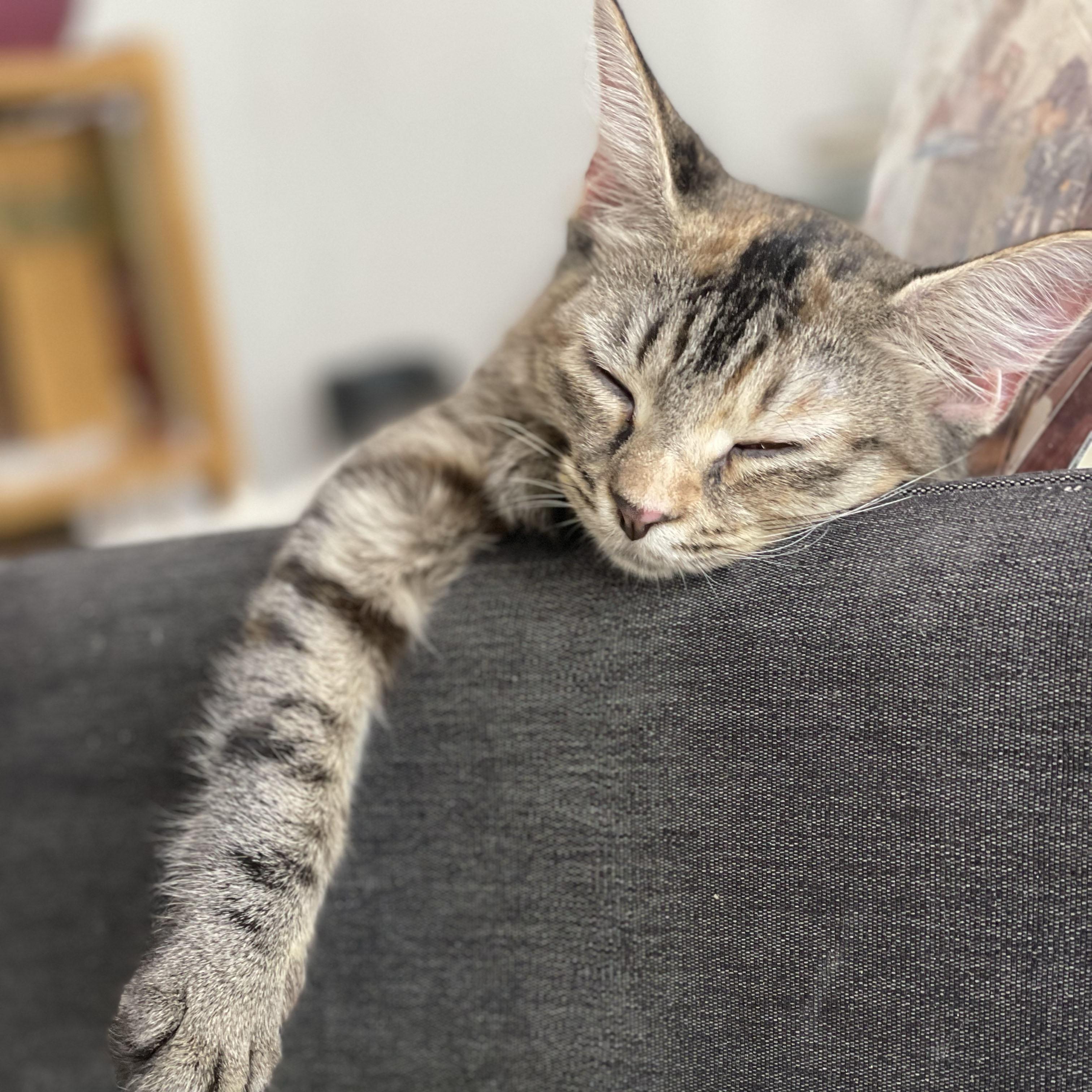 Enlarge Connecticut, a Adoptable Domestic Long Hair in BROOKLYN, NY image 5/5