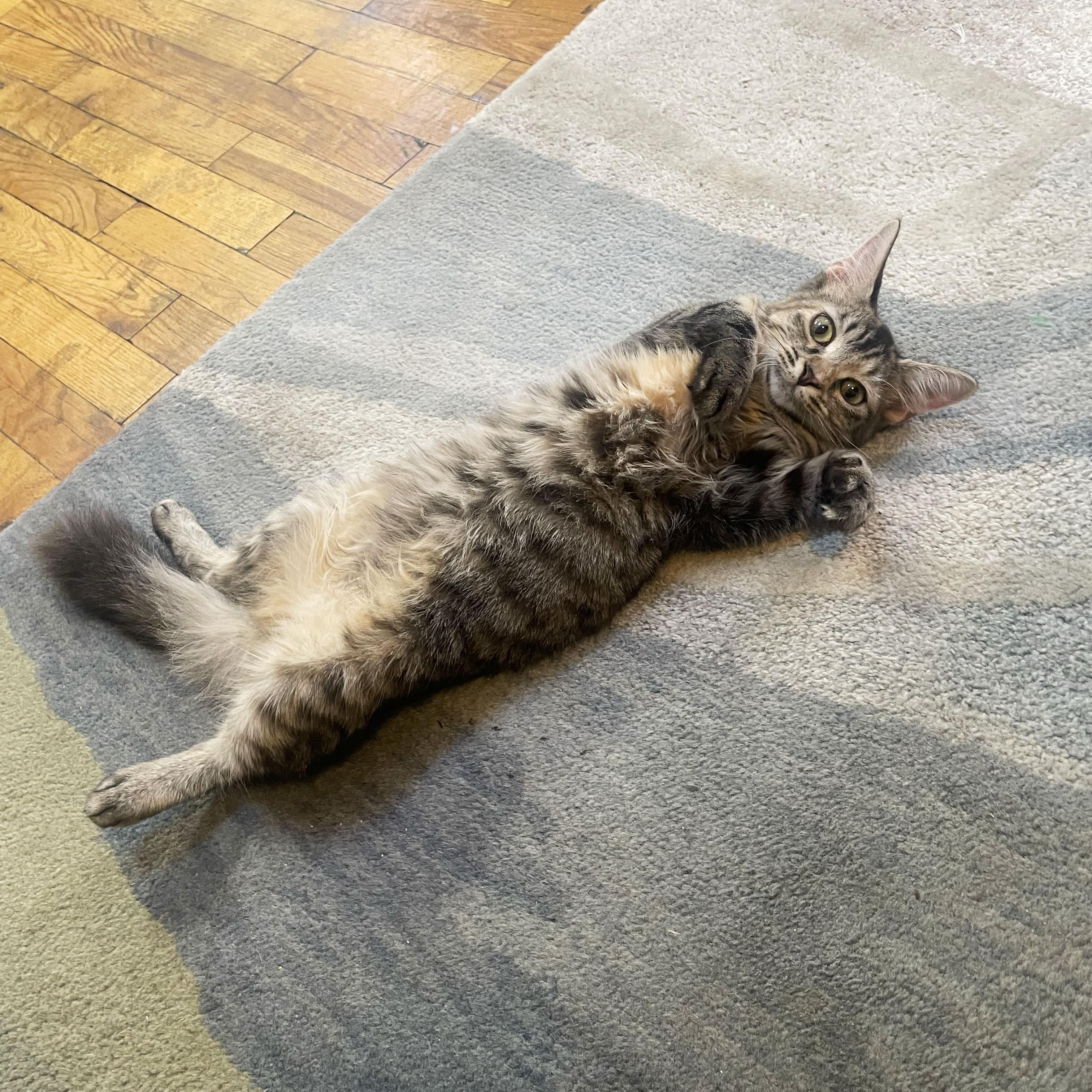 Enlarge Connecticut, a Adoptable Domestic Long Hair in BROOKLYN, NY image 2/5