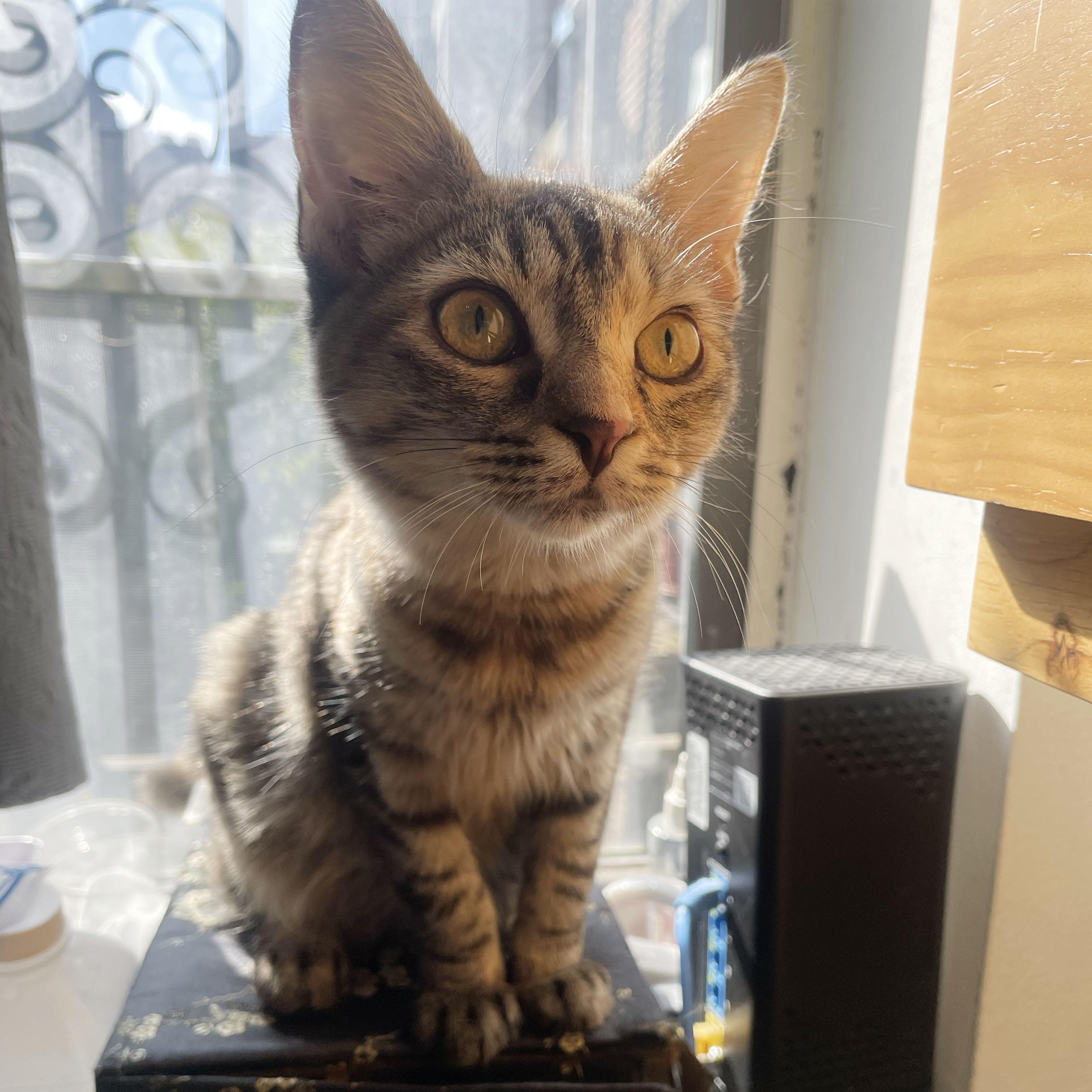 Enlarge Connecticut, a Adoptable Domestic Long Hair in BROOKLYN, NY image 3/5