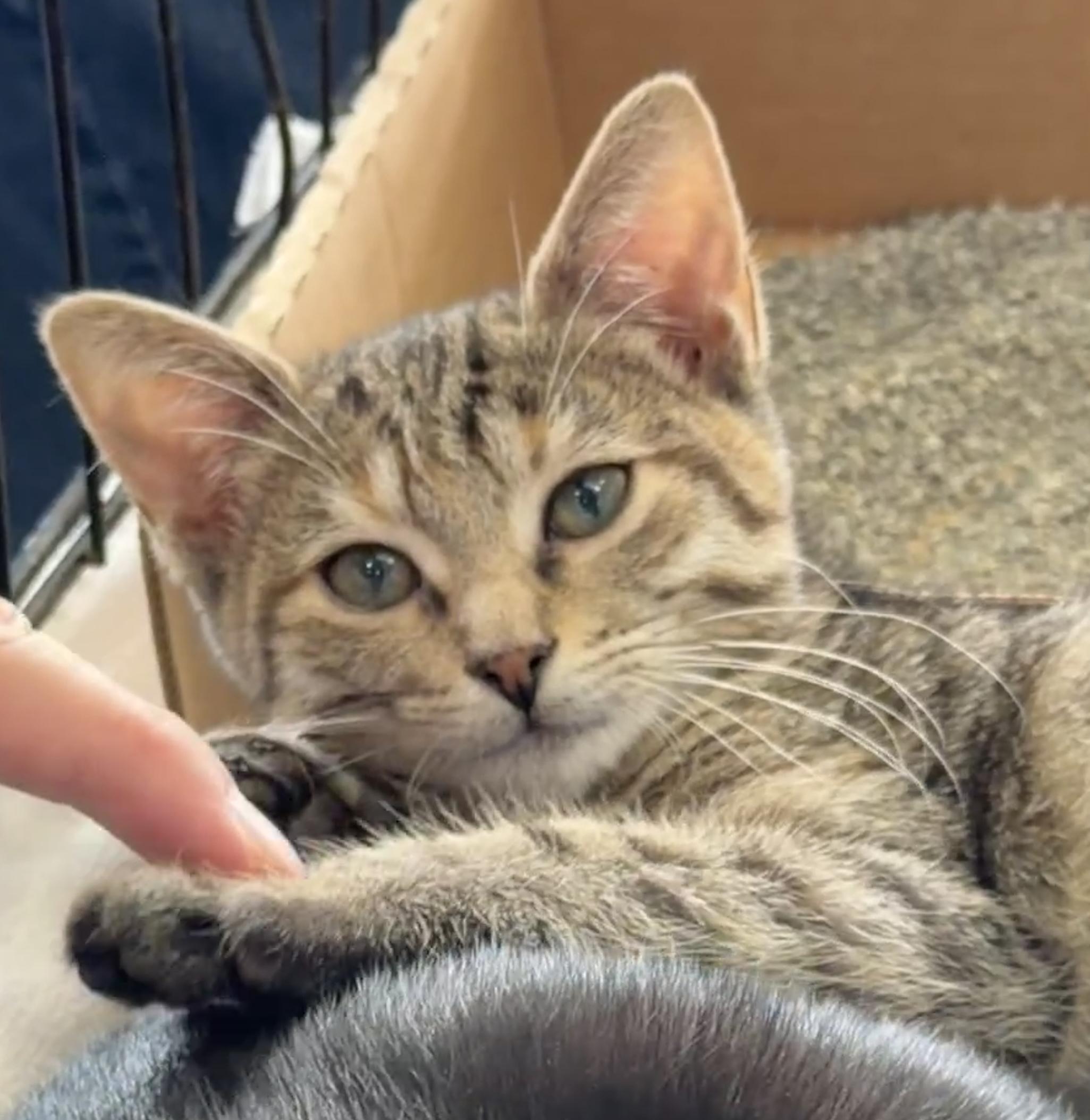 Hazel, Adopted, Kitten Female Domestic Short Hair.