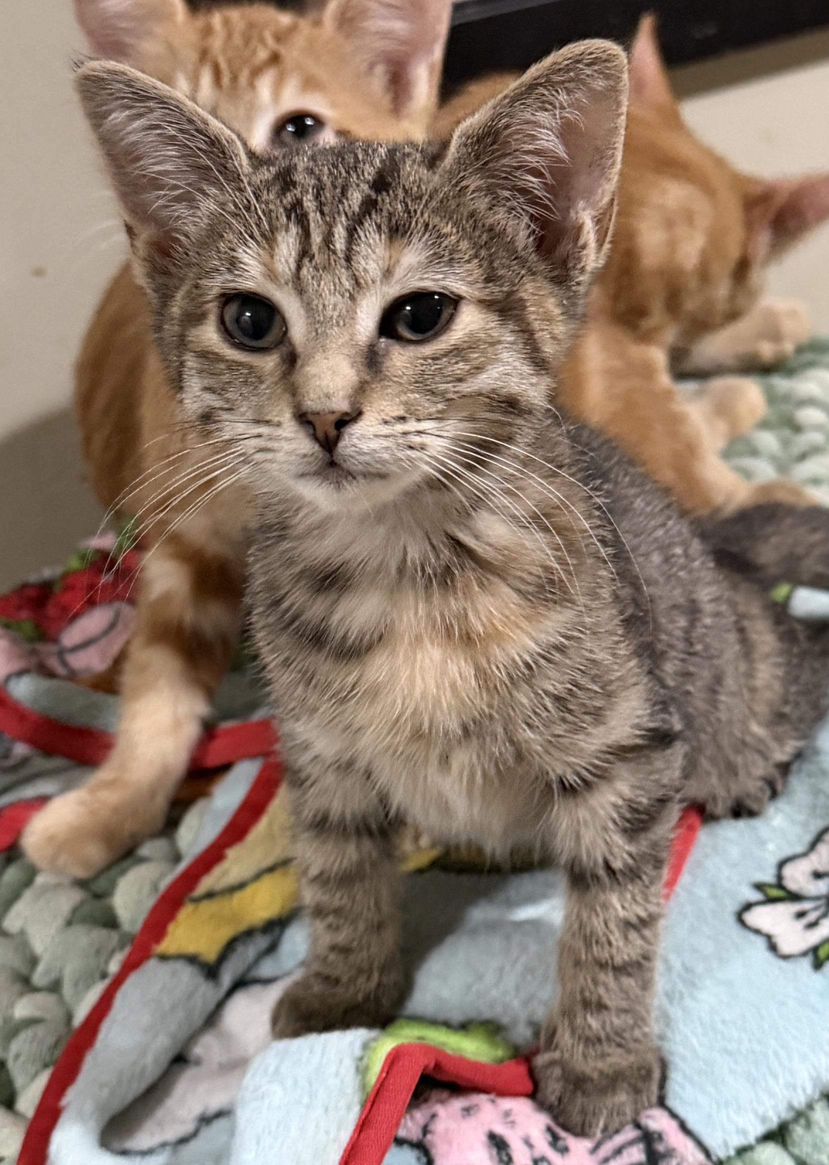 Hazel, Adoptable, Kitten Female Domestic Short Hair.