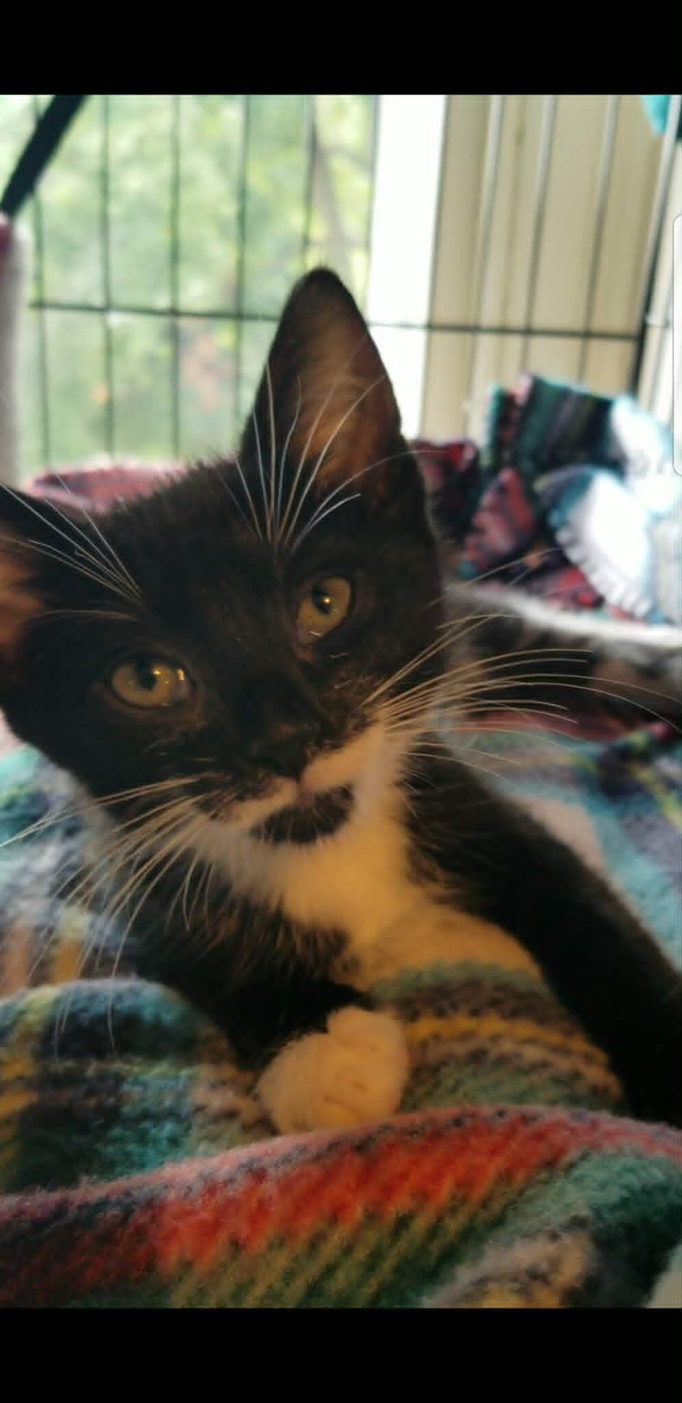 Gemma, Adoptable, Kitten Female Domestic Short Hair.