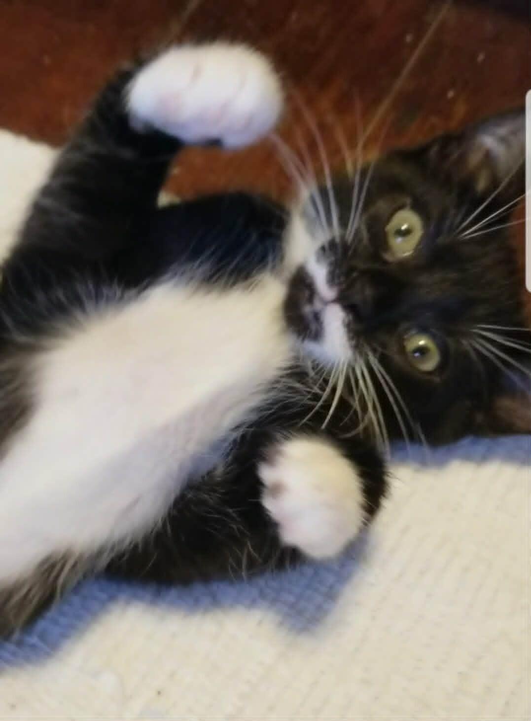 Enlarge Gemma, a Adoptable Domestic Short Hair in Colmar, PA image 2/4