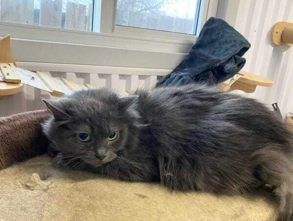Enlarge Holly, a Adoptable Domestic Long Hair in Wiarton, ON image 1/1