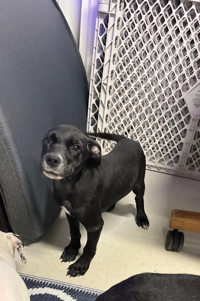Cinder, Adoptable, Puppy Male Mixed Breed.