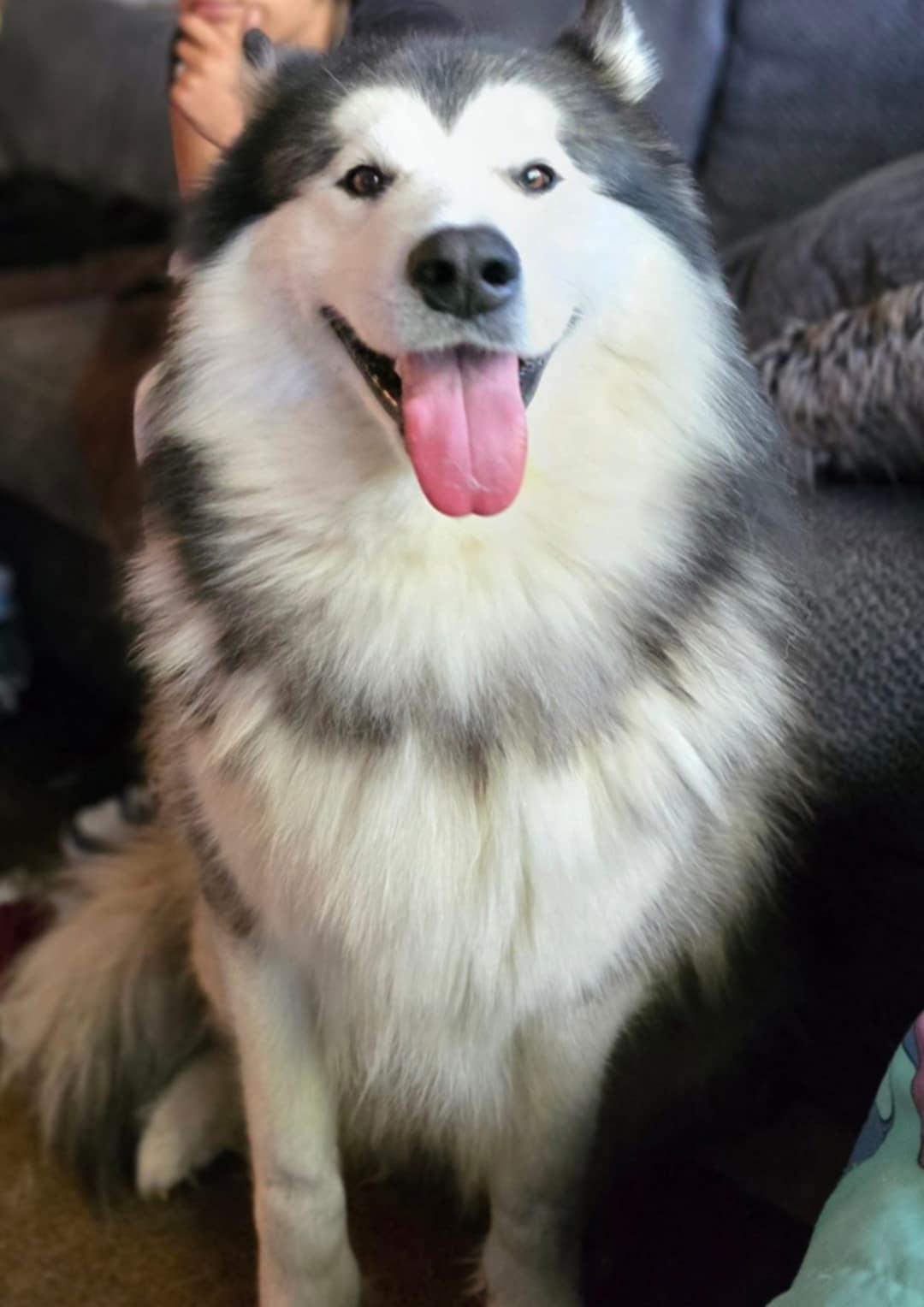 Cash, Adoptable, Adult Male Alaskan Malamute.