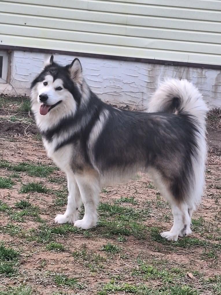 Cash, a Adoptable Alaskan Malamute in Catlett, VA image 2/2