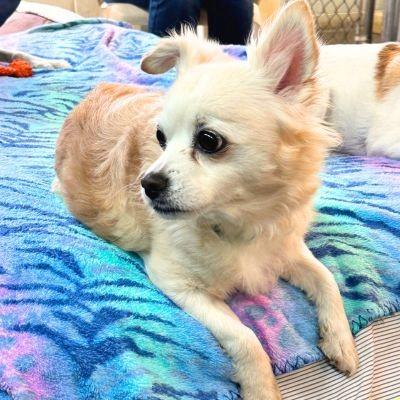 Enlarge Zoe, a ADOPTABLE Chihuahua in Russellton, PA image 3/4