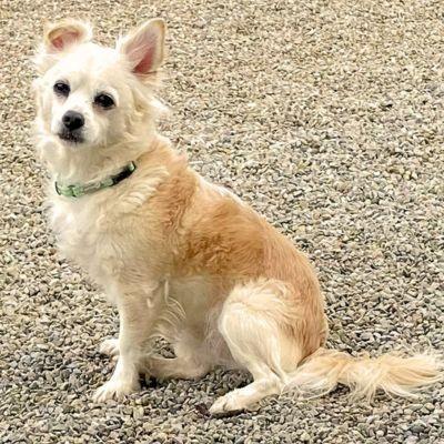Enlarge Zoe, a ADOPTABLE Chihuahua in Russellton, PA image 1/4