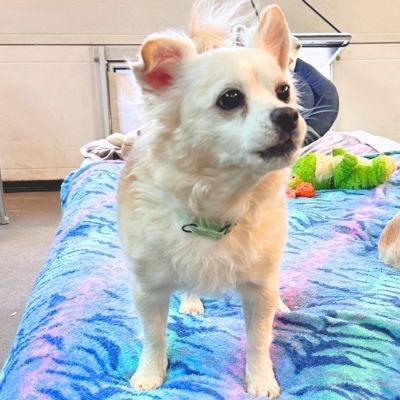 Enlarge Zoe, a ADOPTABLE Chihuahua in Russellton, PA image 2/4