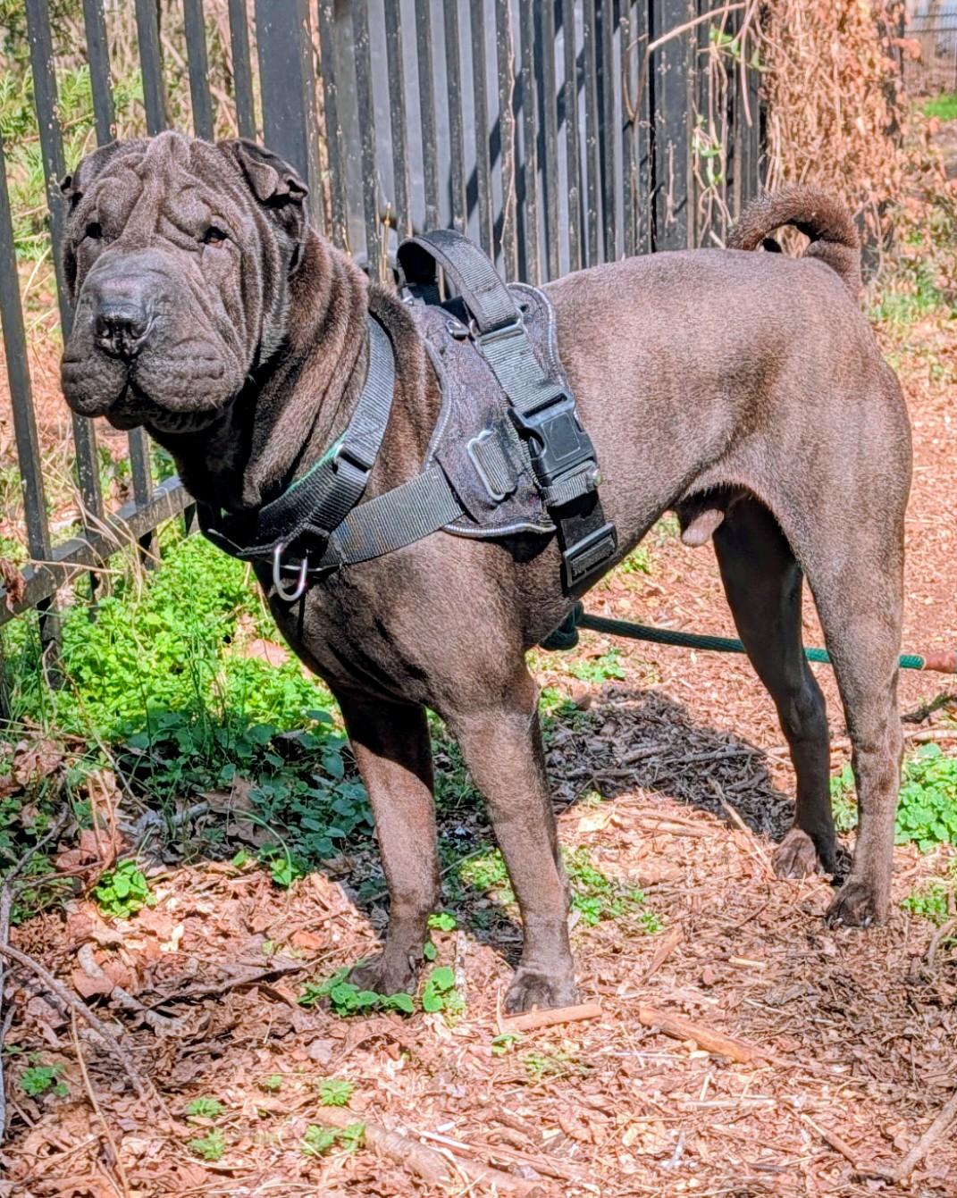 Enlarge Lennox, a ADOPTABLE Shar-Pei in Maiden, NC image 1/4