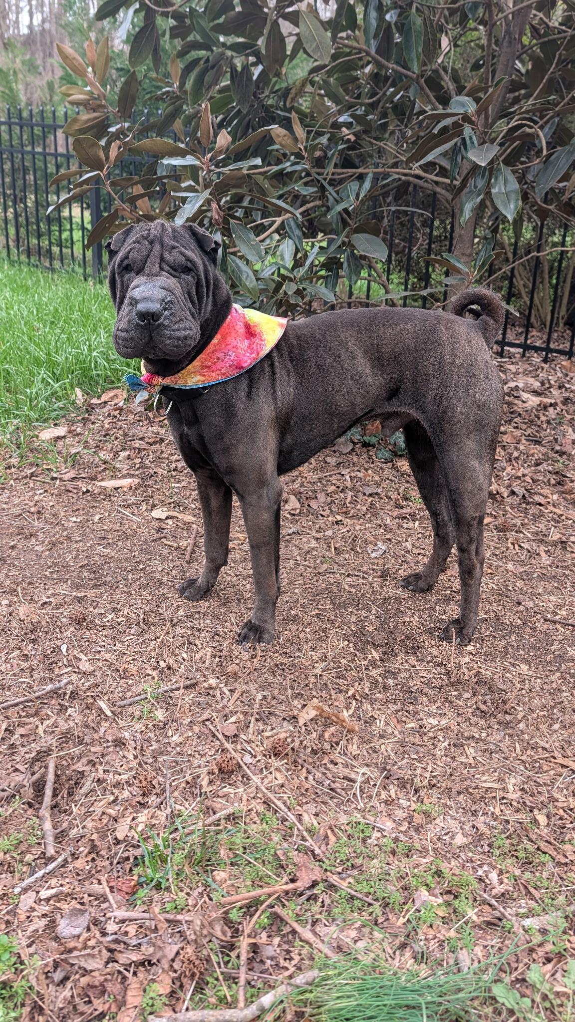 Enlarge Lennox, a ADOPTABLE Shar-Pei in Maiden, NC image 4/6