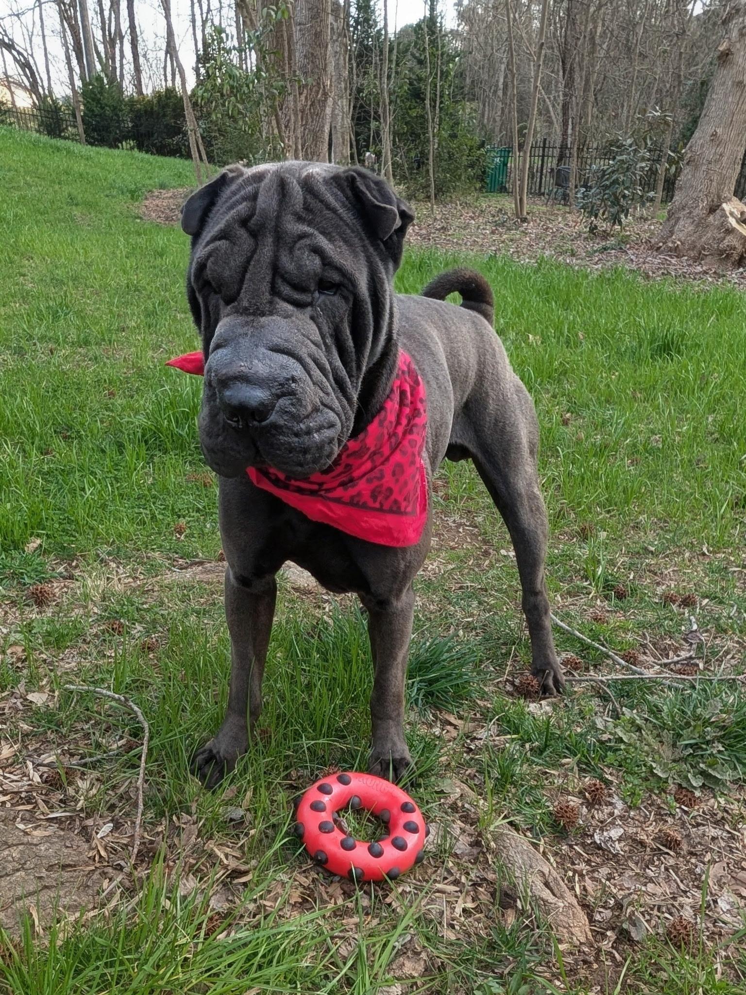 Enlarge Lennox, a ADOPTABLE Shar-Pei in Maiden, NC image 2/6