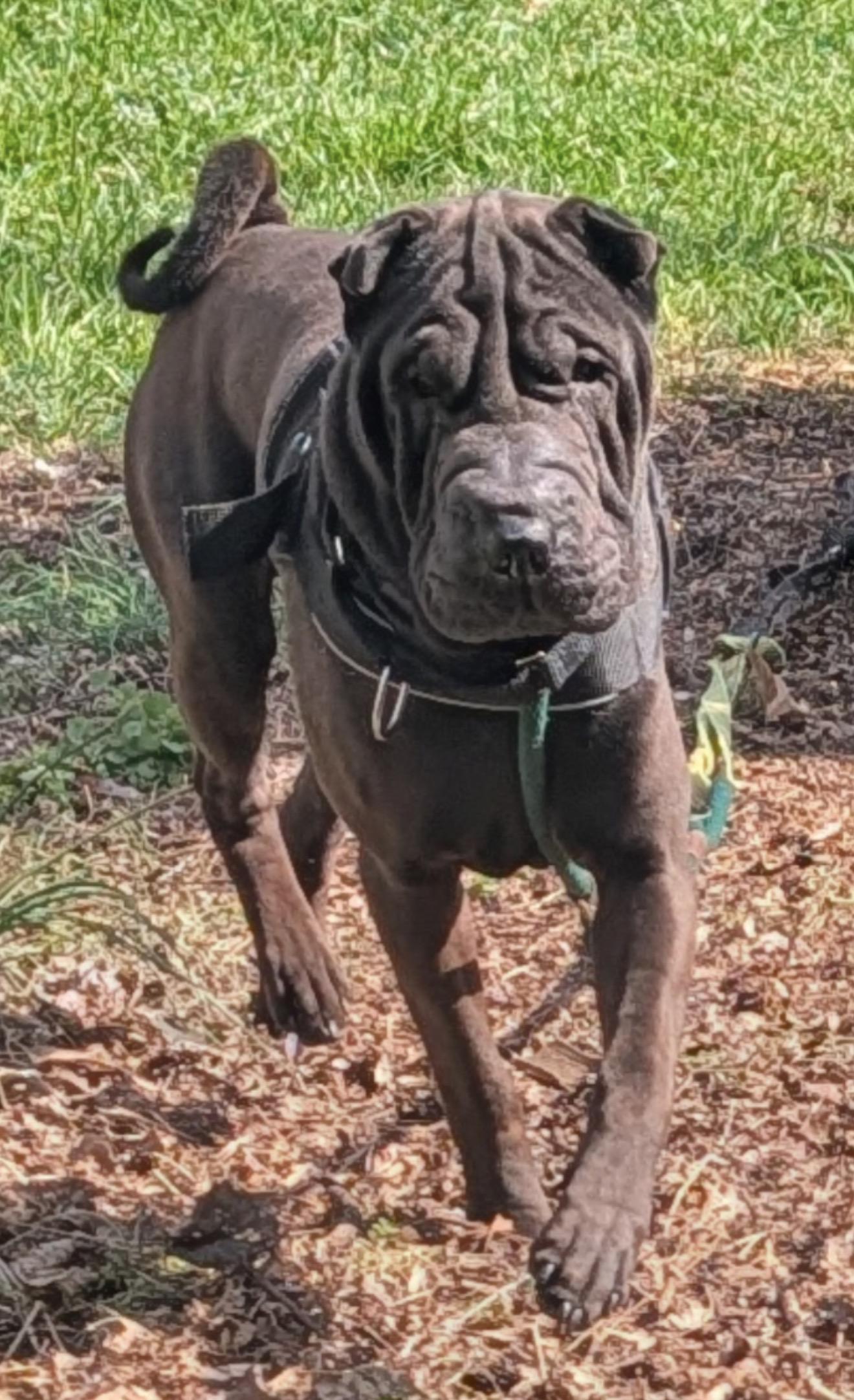 Enlarge Lennox, a ADOPTABLE Shar-Pei in Maiden, NC image 3/4