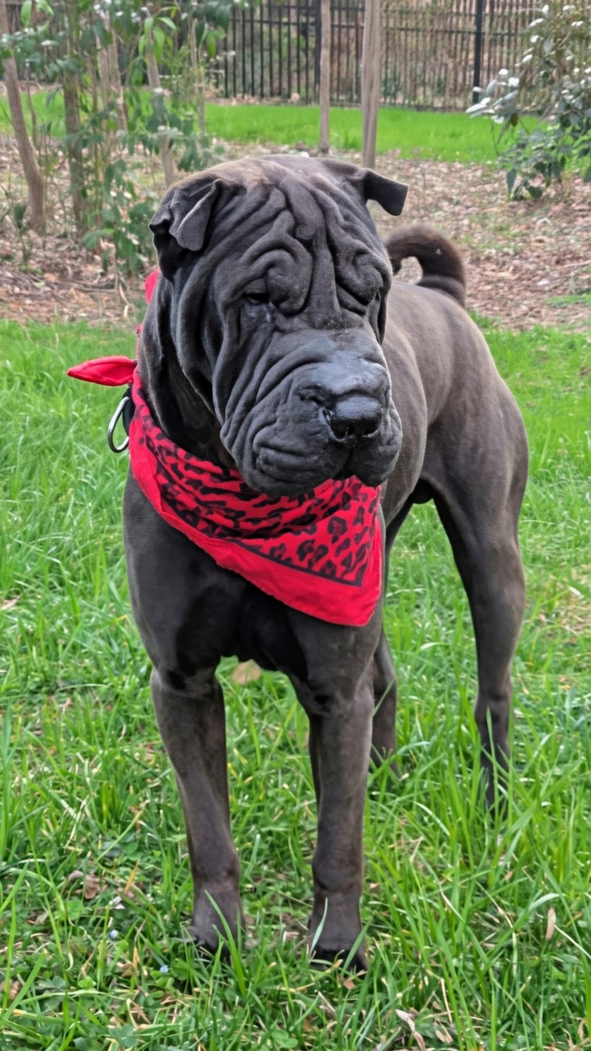 Lennox, ADOPTABLE, Adult Male Shar-Pei.