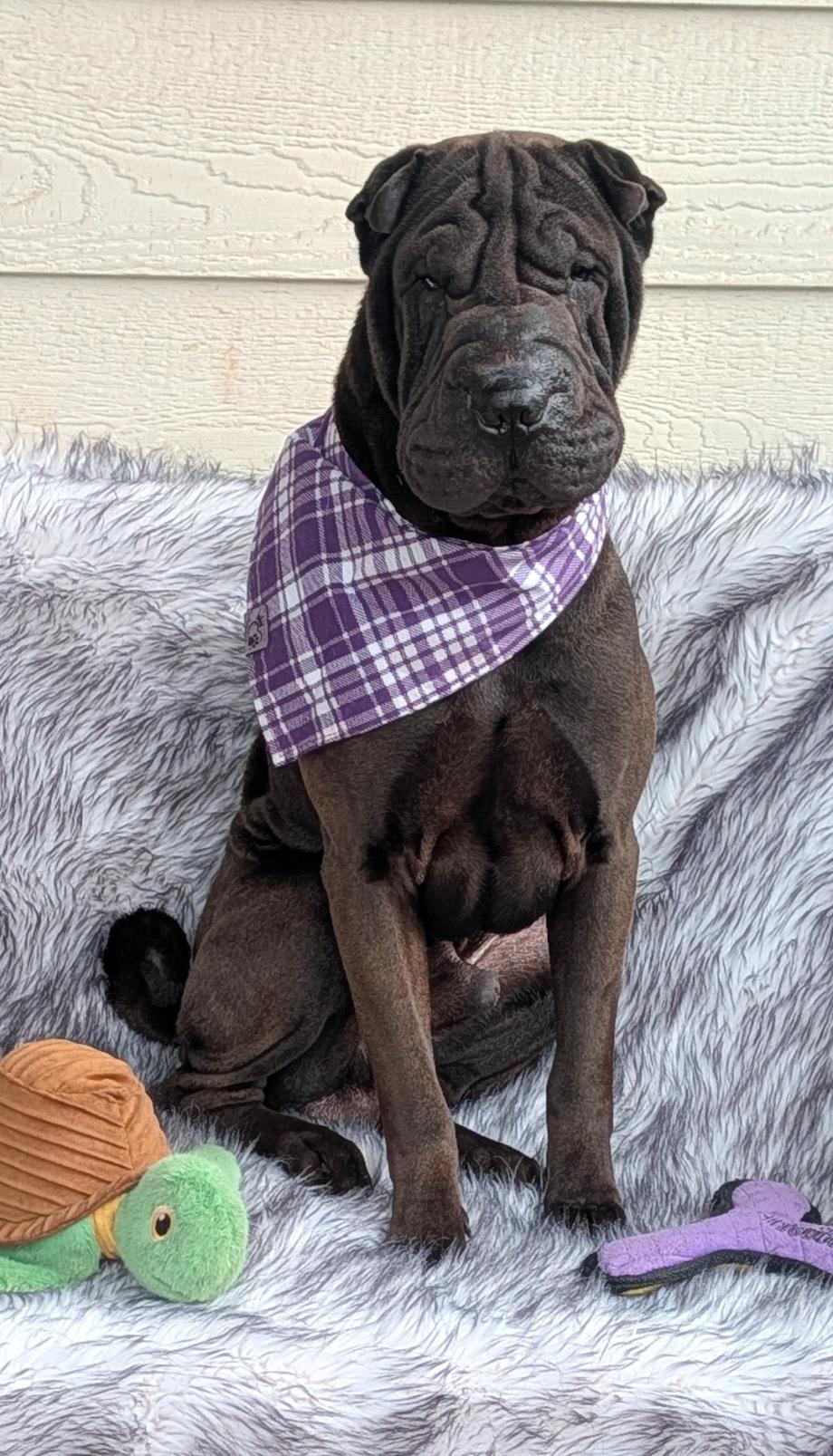 Enlarge Lennox, a ADOPTABLE Shar-Pei in Maiden, NC image 5/6