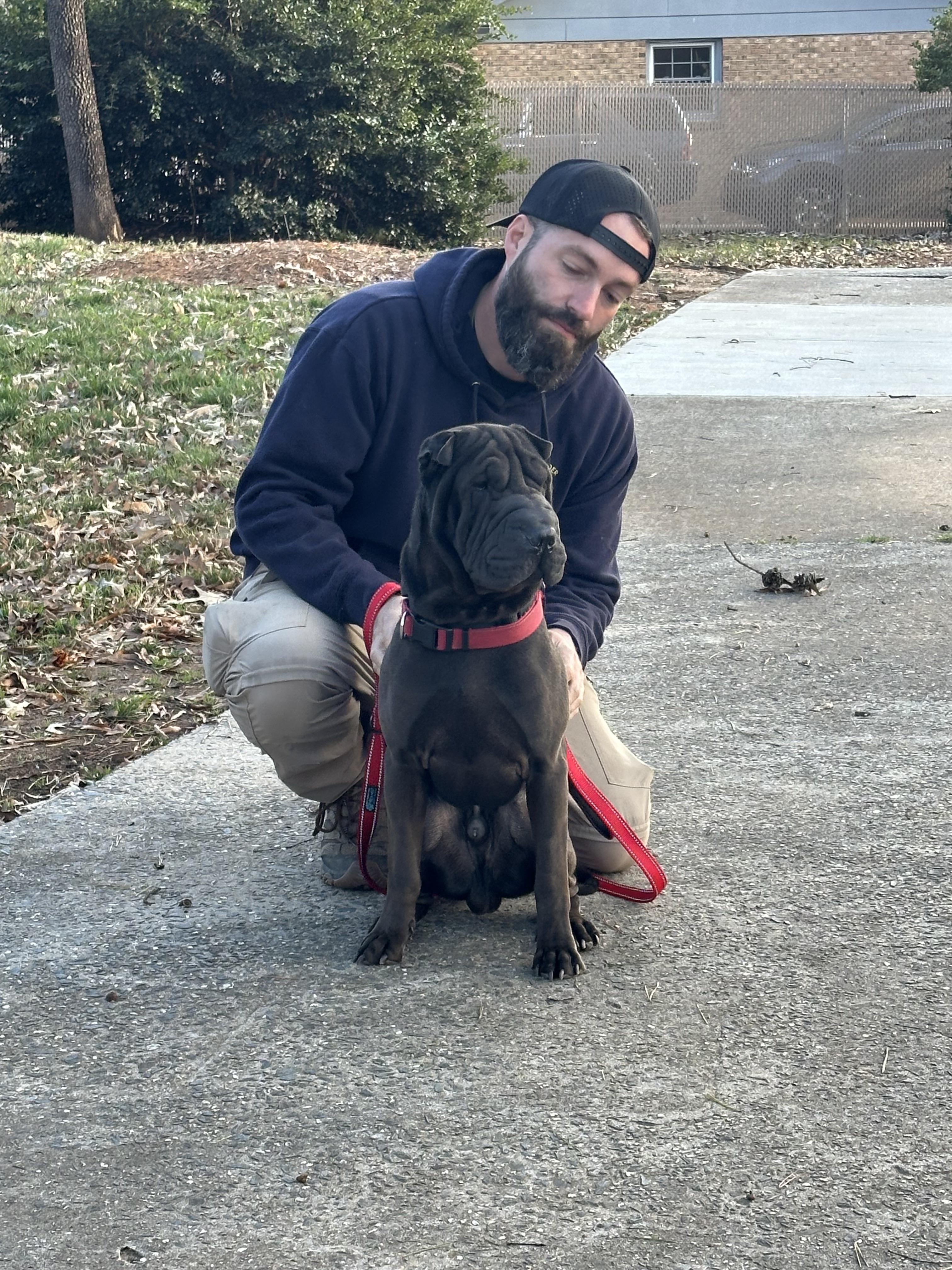 Enlarge Lennox, a ADOPTABLE Shar-Pei in Maiden, NC image 2/4