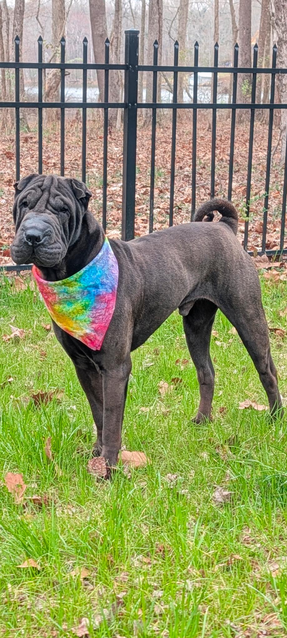 Enlarge Lennox, a ADOPTABLE Shar-Pei in Maiden, NC image 6/6