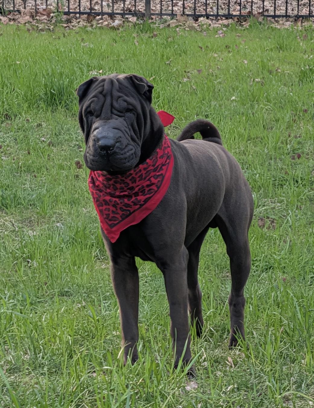 Enlarge Lennox, a ADOPTABLE Shar-Pei in Maiden, NC image 3/6