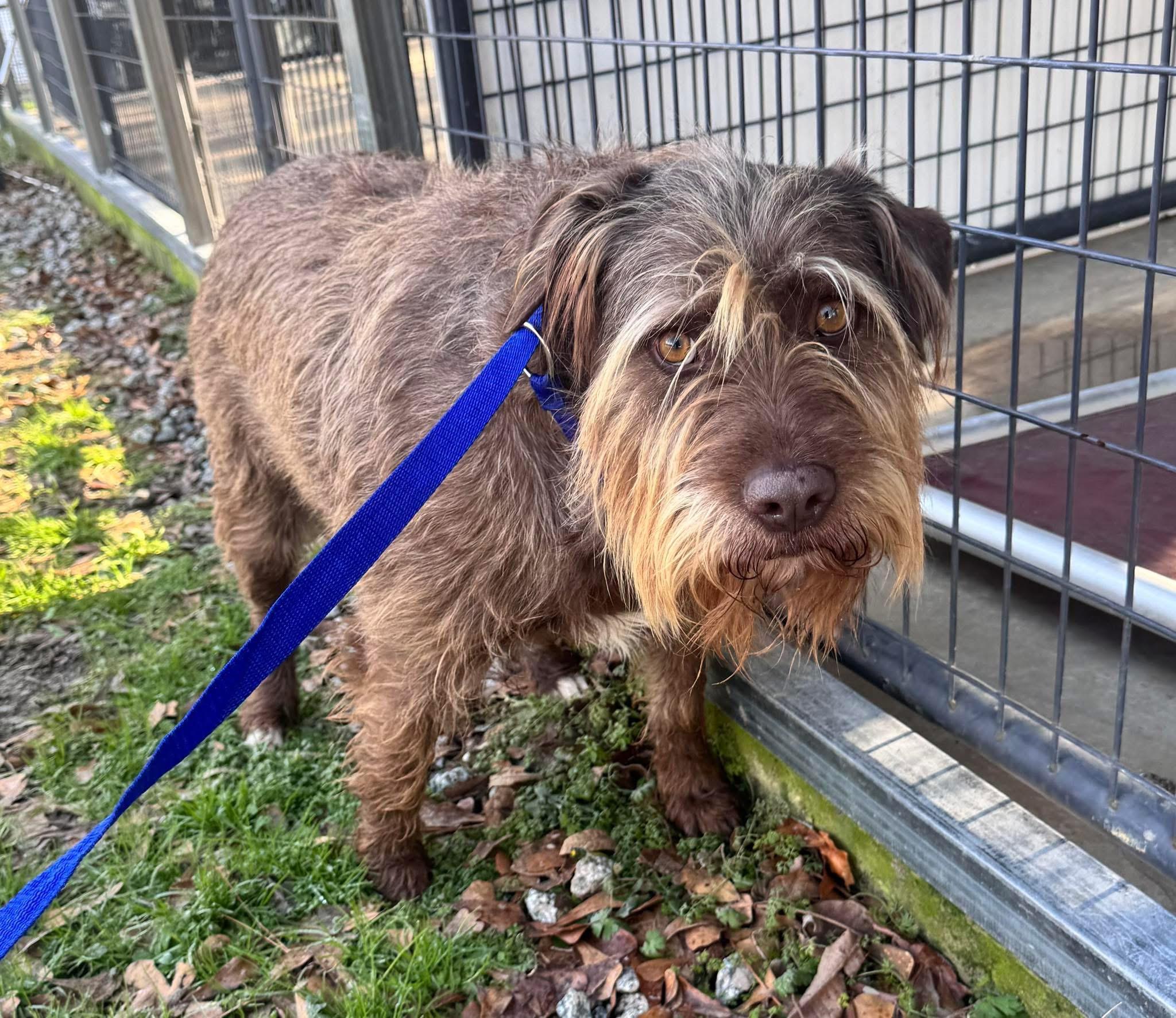 Cloud, ADOPTABLE, Adult Female Mixed Breed.