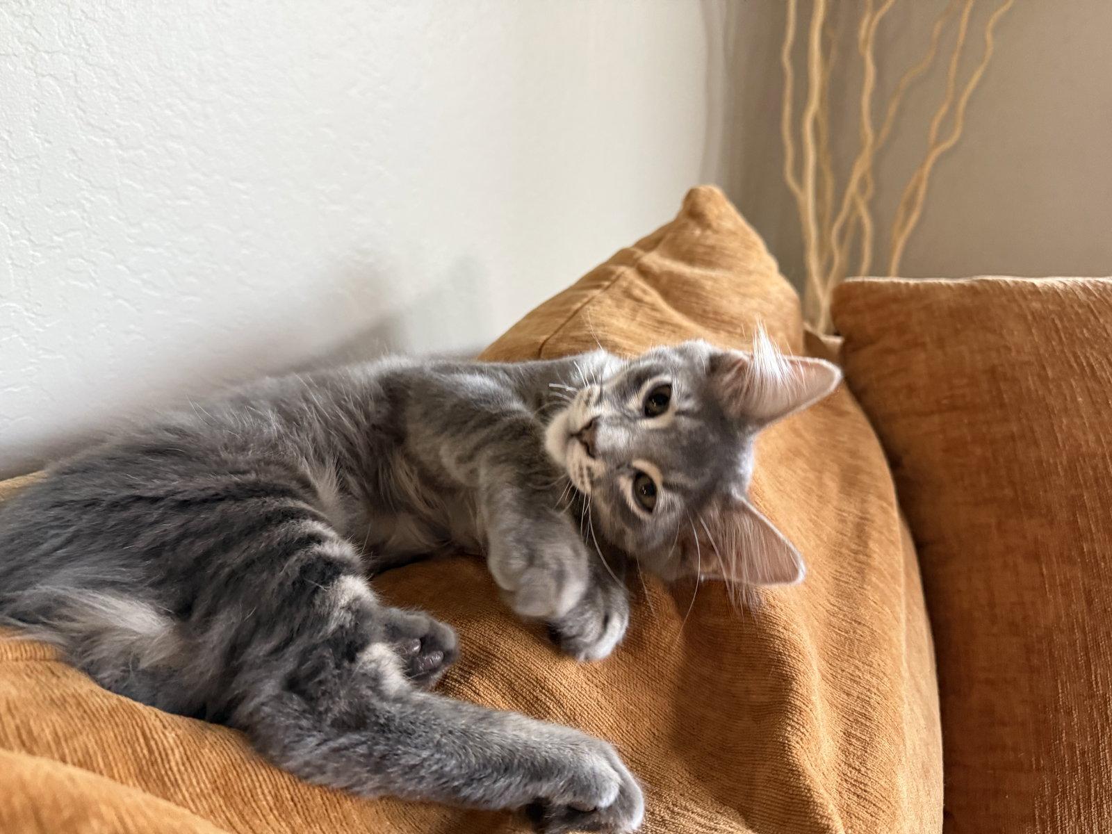 Harry (bonded with Toby), Adoptable, Kitten Male Domestic Medium Hair & Tabby.