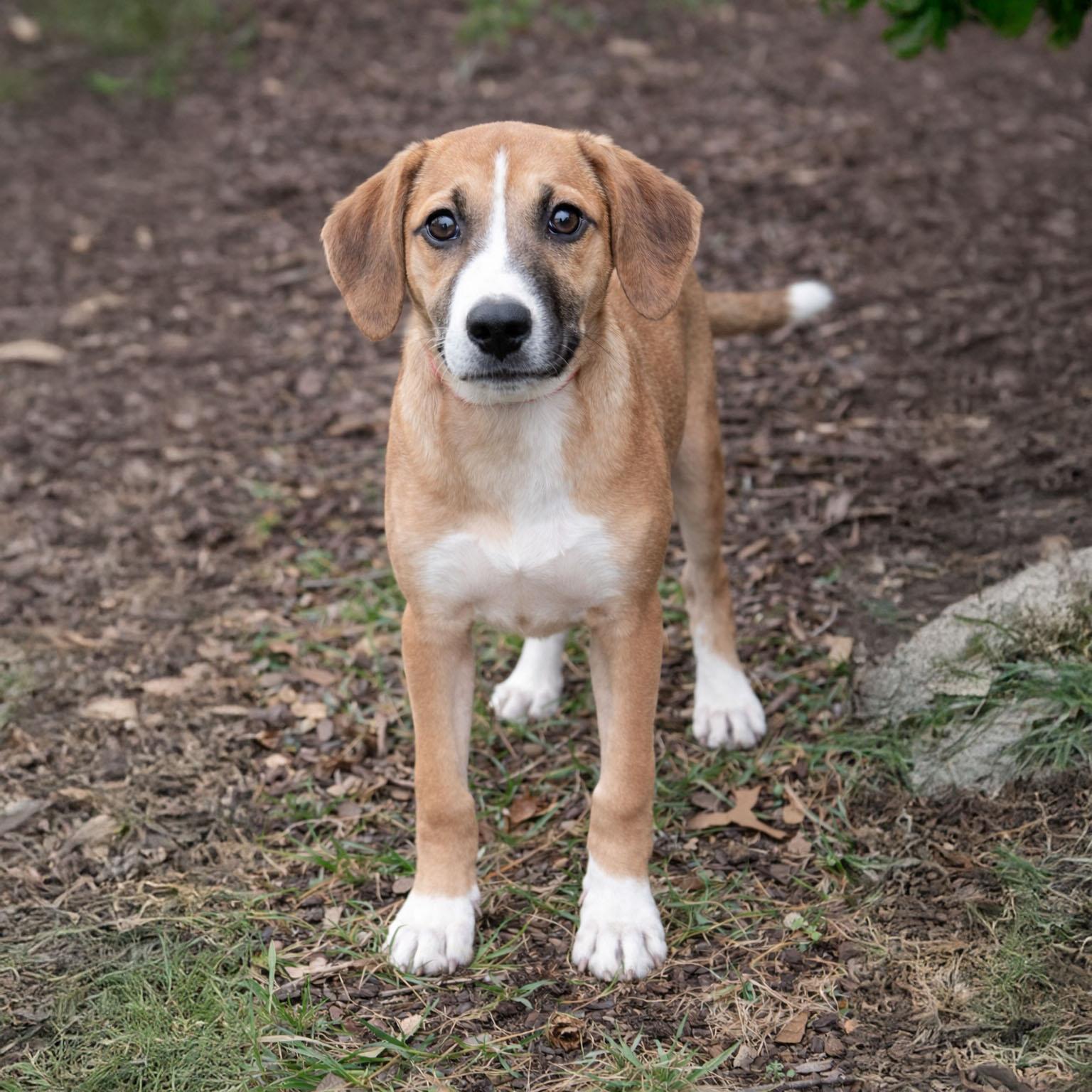 Enlarge Delaney, an adopted mixed breed in Clarksville, TN image 1/6
