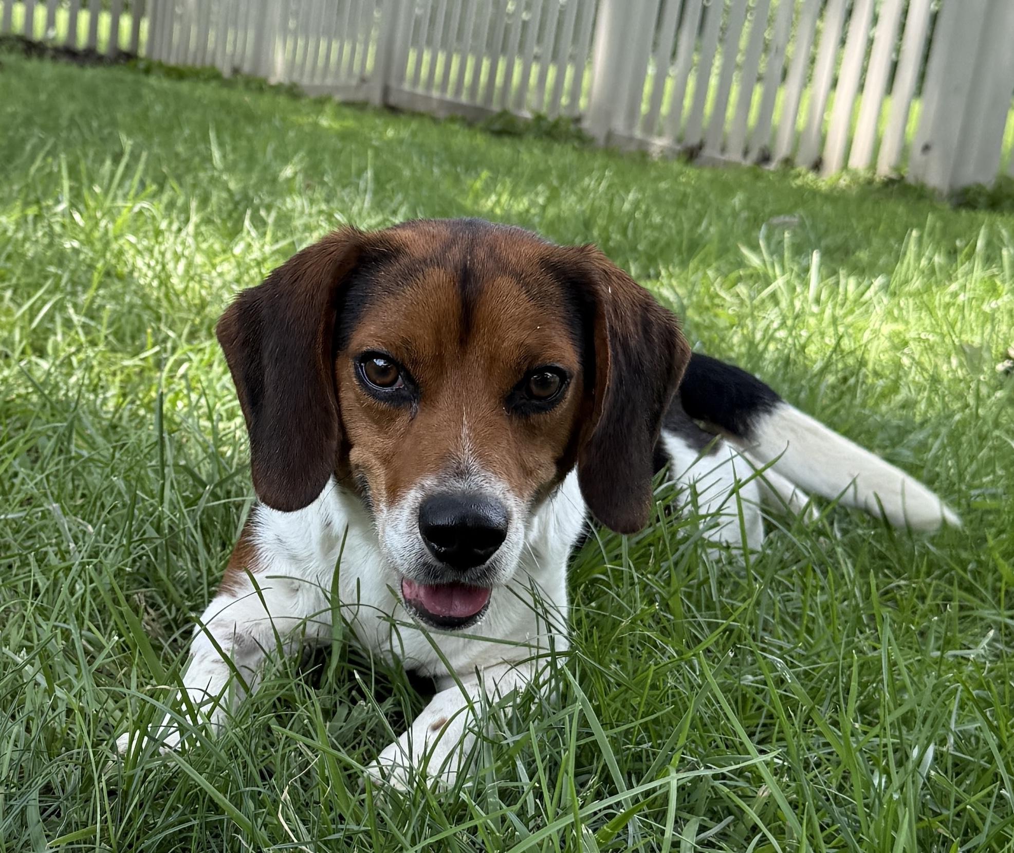 Emmett