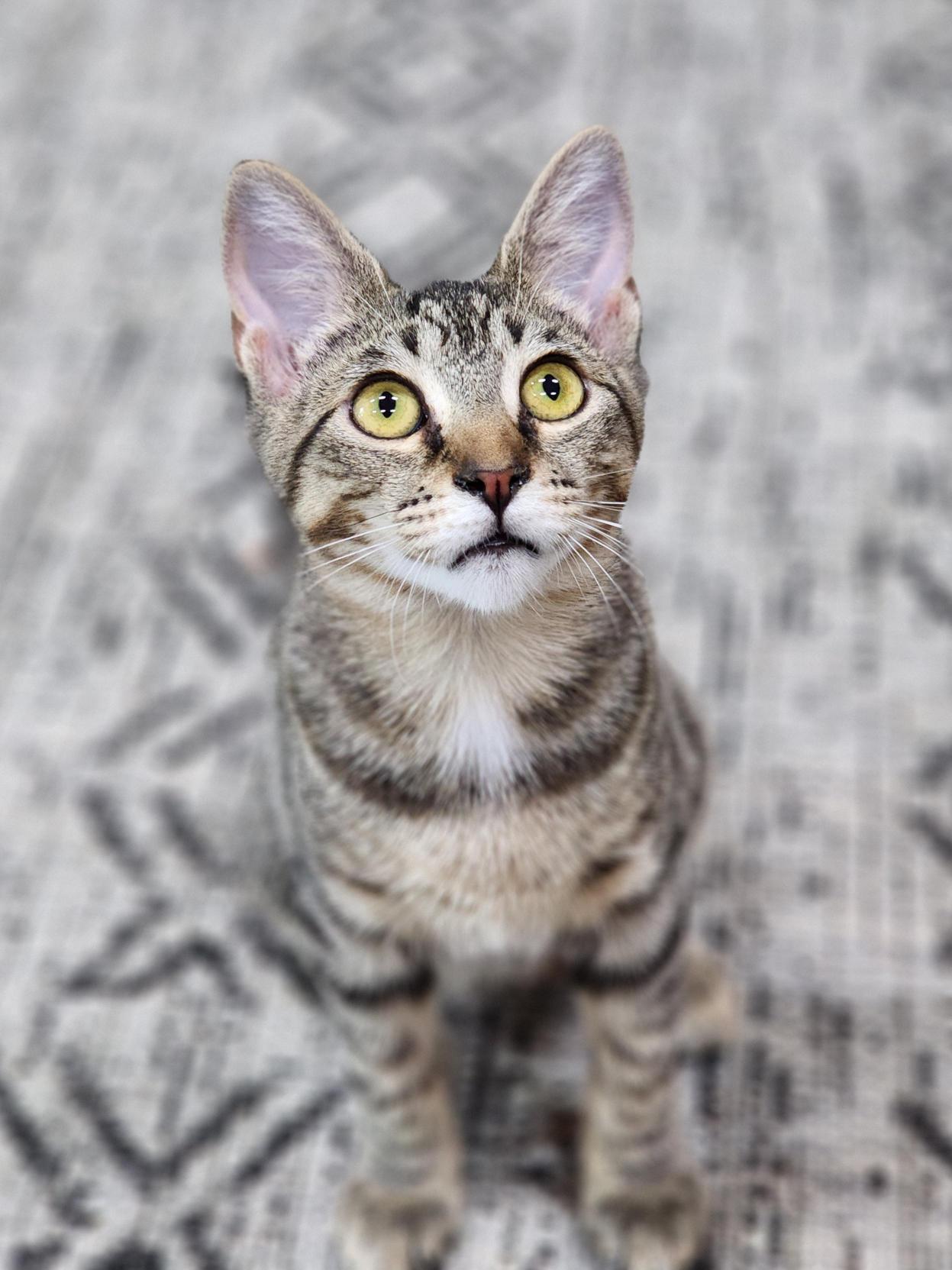 Piper