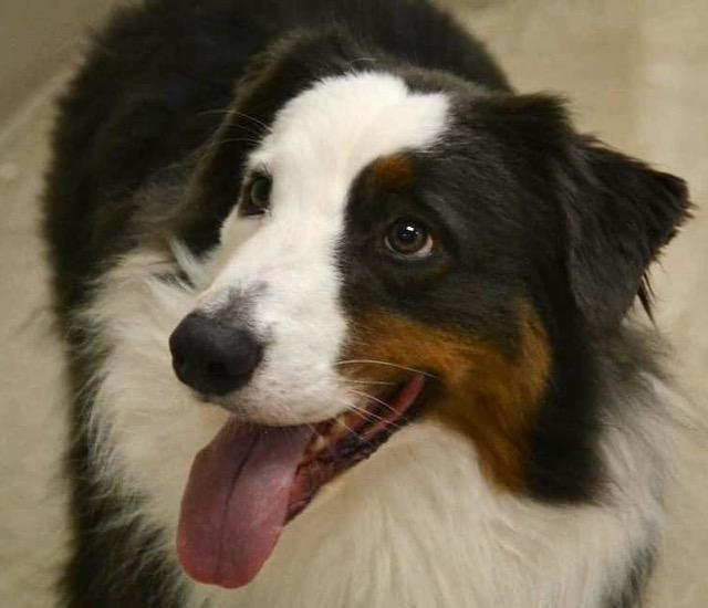 Steele, Adopted, Adult Male Australian Shepherd.