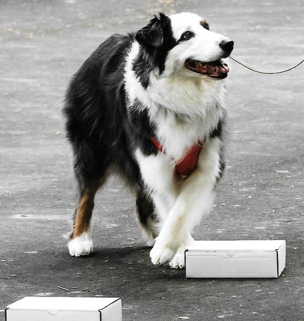 Enlarge Steele, a Adopted Australian Shepherd in New Castle, PA image 2/4