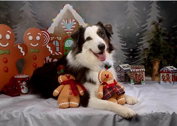 Enlarge Steele, a Adopted Australian Shepherd in New Castle, PA image 3/4