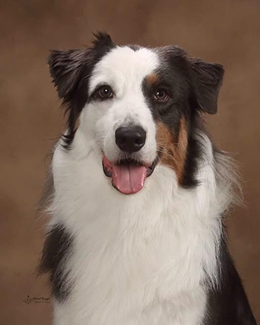 Enlarge Steele, a Adopted Australian Shepherd in New Castle, PA image 4/4