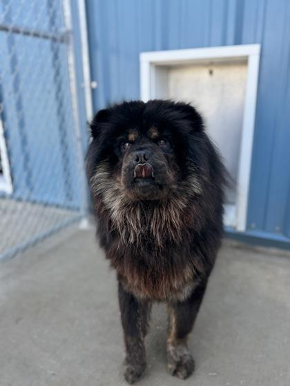 Sunnie, Adoptable, Young Female Chow Chow & Mixed Breed.