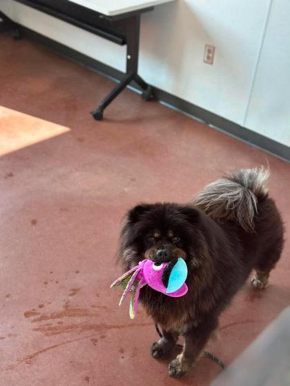 Enlarge Sunnie, a Adoptable mixed breed in Aberdeen, SD image 2/3