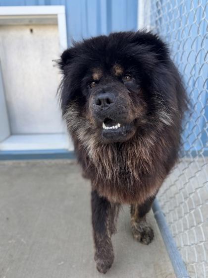 Enlarge Sunnie, a Adoptable mixed breed in Aberdeen, SD image 3/3