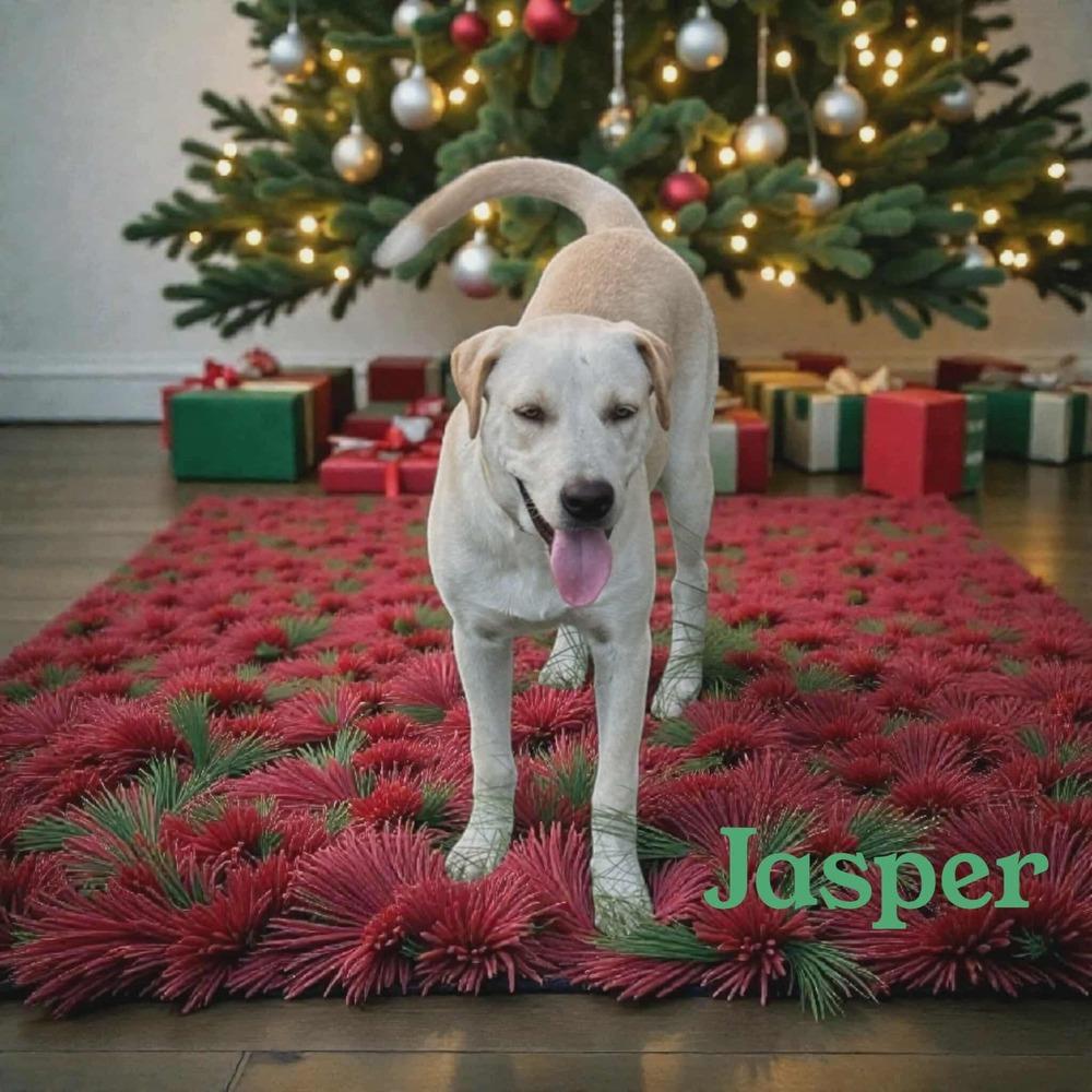 Jasper, Adoptable, Young Male Labrador Retriever.