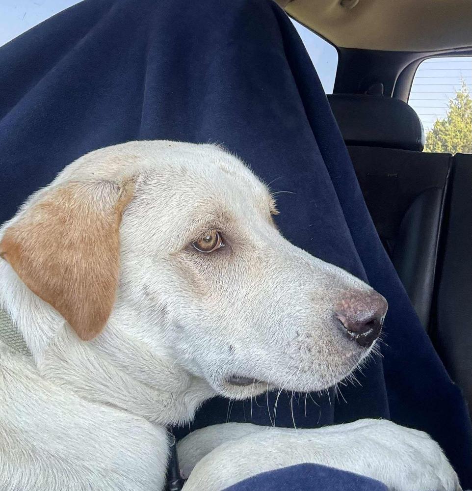 Jasper, a Adoptable mixed breed in Moncton, NB image 2/4