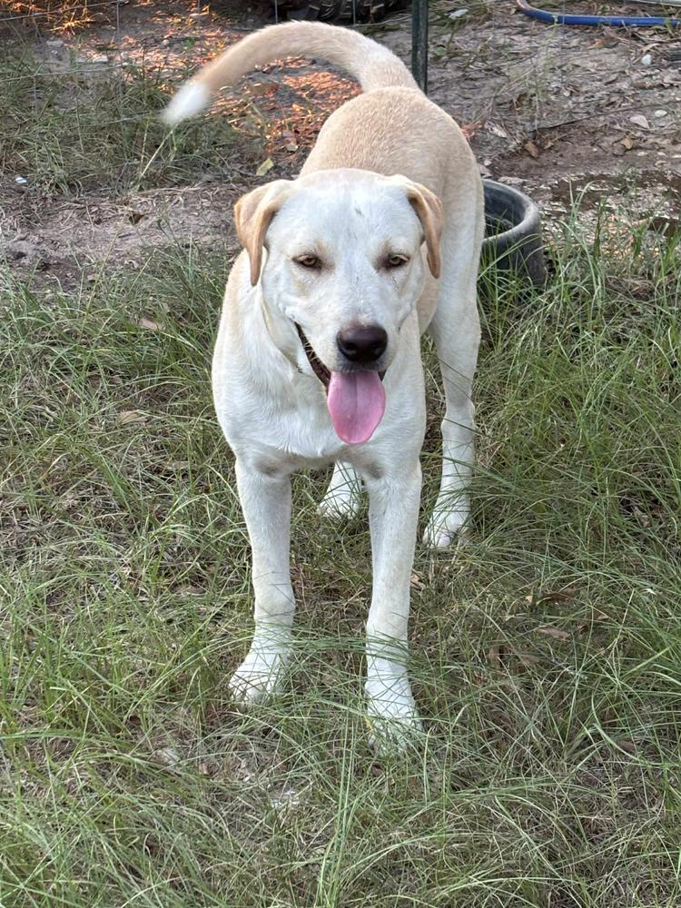 Jasper, a Adoptable mixed breed in Moncton, NB image 3/4