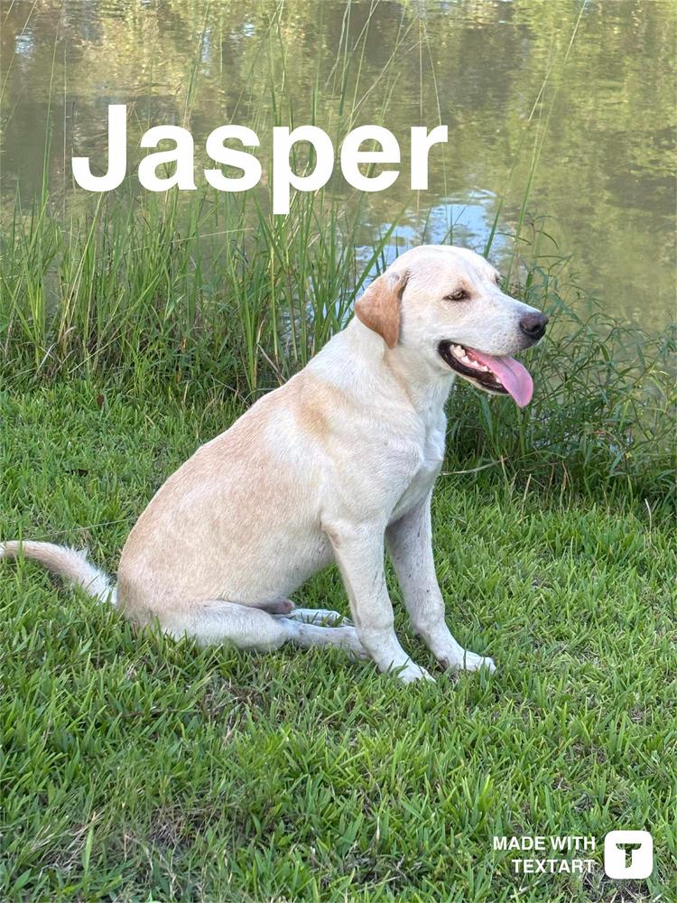 Jasper, a Adoptable mixed breed in Moncton, NB image 4/4